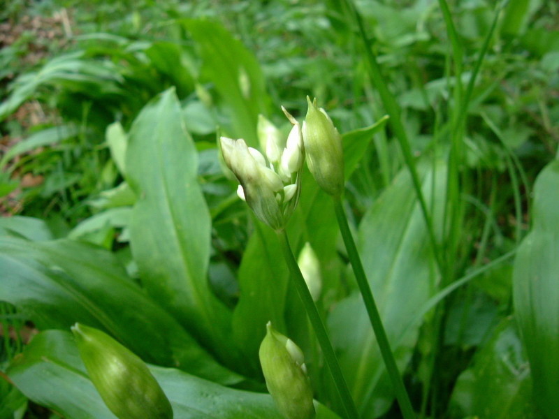 Allium ursinum / Aglio orsino